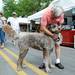 Fr. Don Vettese hugs his  two-and-a-half year-old labradoodle mutt, Pagan, as they walk the down E. Liberty St. during the Guild's Ann Arbor Summer Art Fair on Thursday, July 18, 2013. Melanie Maxwell | AnnArbor.com